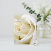 Carte Postale Rose blanc (Debout devant)