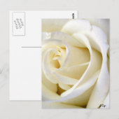 Carte Postale Rose blanc (Devant / Derrière)