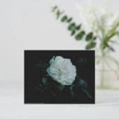 Carte Postale Rose blanche (Debout devant)