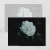 Carte Postale Rose blanche (Devant / Derrière)