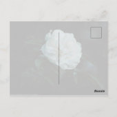 Carte Postale Rose blanche (Dos)