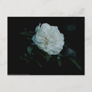 Carte Postale Rose blanche