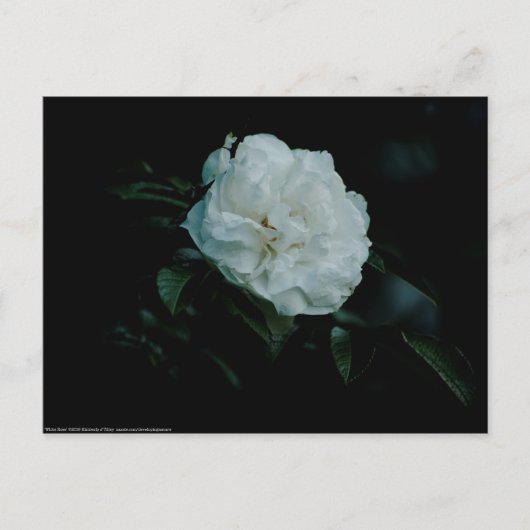 Carte Postale Rose blanche (Devant)