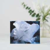 Carte Postale Rose blanche (Debout devant)