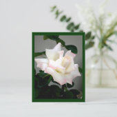 Carte postale Rose blanche (Debout devant)
