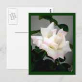 Carte postale Rose blanche (Devant / Derrière)