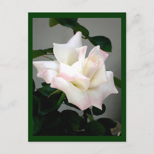 Carte postale Rose blanche (Devant)