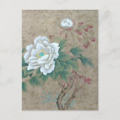 Carte Postale Rose blanche (Devant)