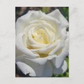 Carte postale Rose blanche (Devant)