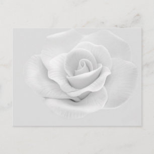 Carte Postale Rose blanche