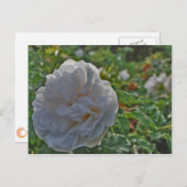Carte Postale Rose blanche (Devant / Derrière)