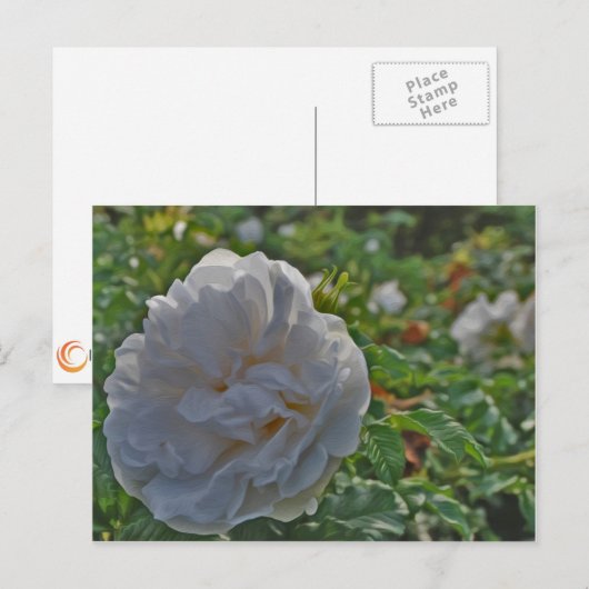 Carte Postale Rose blanche (Devant / Derrière)