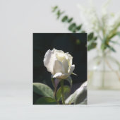 Carte Postale Rose blanche (Debout devant)