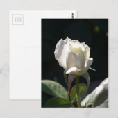 Carte Postale Rose blanche (Devant / Derrière)