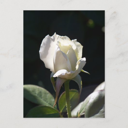 Carte Postale Rose blanche (Devant)