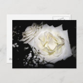 Carte Postale Rose blanche (Devant / Derrière)