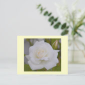 Carte Postale Rose blanche (Debout devant)