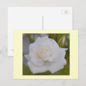 Carte Postale Rose blanche (Devant / Derrière)