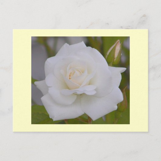 Carte Postale Rose blanche (Devant)