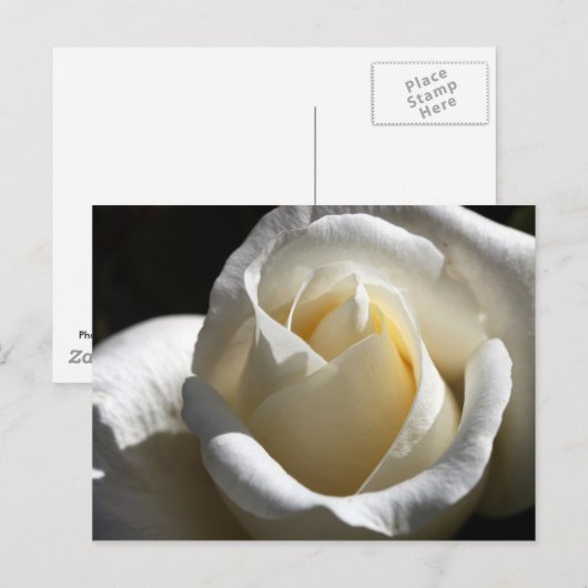 Carte postale Rose blanche (Devant / Derrière)