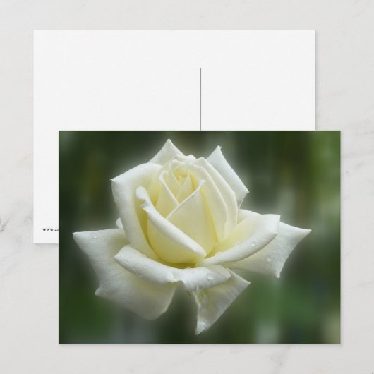 Carte Postale Rose blanche (Devant / Derrière)