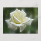 Carte Postale Rose blanche (Devant)