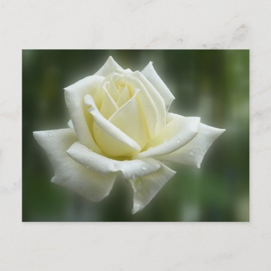 Carte Postale Rose blanche (Devant)