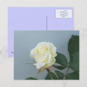 Carte postale Rose Blanche (Devant / Derrière)