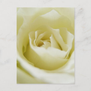 Carte postale Rose blanche