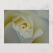 Carte Postale Rose blanche (Devant)