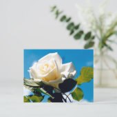 Carte Postale Rose blanche - Célébration de la vie (Debout devant)