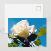 Carte Postale Rose blanche - Célébration de la vie (Devant / Derrière)