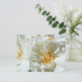 Carte postale Rose blanche et ensoleillée (Debout devant)