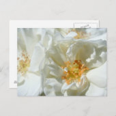 Carte postale Rose blanche et ensoleillée (Devant / Derrière)