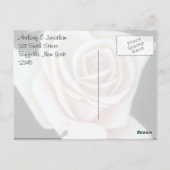 Carte Postale Rose Blanche et Papillon Merci (Dos)