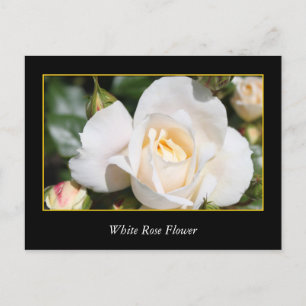 Carte Postale rose blanche fleur, amour et romantisme