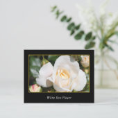 Carte Postale rose blanche fleur, amour et romantisme (Debout devant)