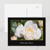 Carte Postale rose blanche fleur, amour et romantisme (Devant / Derrière)