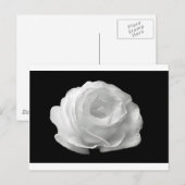 Carte Postale Rose blanche Fleurs Jardin Paix Amour Art (Devant / Derrière)