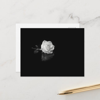 Carte Postale Rose blanche flottant dans l'eau noire