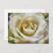 Carte postale Rose blanche peinte (Devant / Derrière)