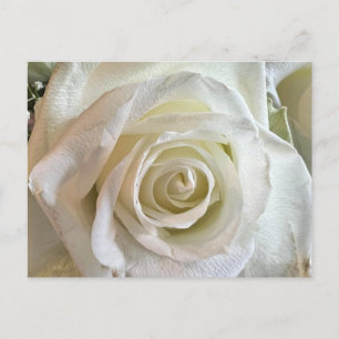 Carte postale Rose blanche pureté