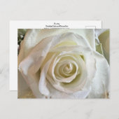 Carte postale Rose blanche pureté (Devant / Derrière)