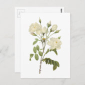 Carte Postale rose blanche (Rosa campanulata alba) par Redouté (Devant / Derrière)