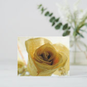 Carte postale Rose blanche séchée (Debout devant)