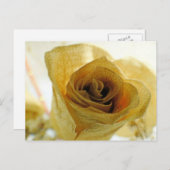 Carte postale Rose blanche séchée (Devant / Derrière)