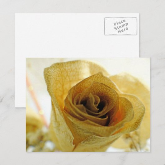 Carte postale Rose blanche séchée (Devant / Derrière)