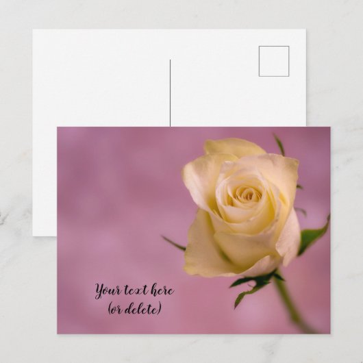 Carte postale rose blanche simple (Devant / Derrière)