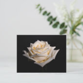Carte Postale Rose blanche simple (Debout devant)