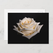 Carte Postale Rose blanche simple (Devant / Derrière)